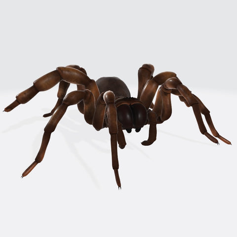 Creepy Spider 3D Model Ready to Print