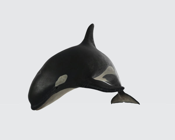 Killer Whale 3D Model Ready to Print