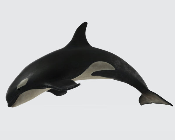 Killer Whale 3D Model Ready to Print