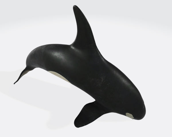 Killer Whale 3D Model Ready to Print