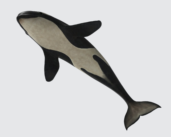 Killer Whale 3D Model Ready to Print