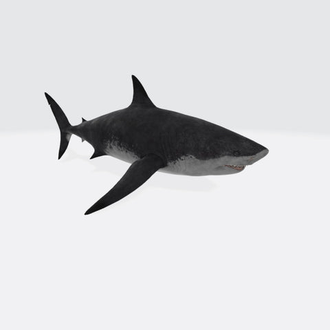 Megalodon Shark 3D Model Ready to Print