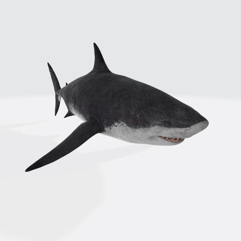 Megalodon Shark 3D Model Ready to Print