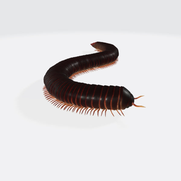 Millipede 3D Model Ready to Print