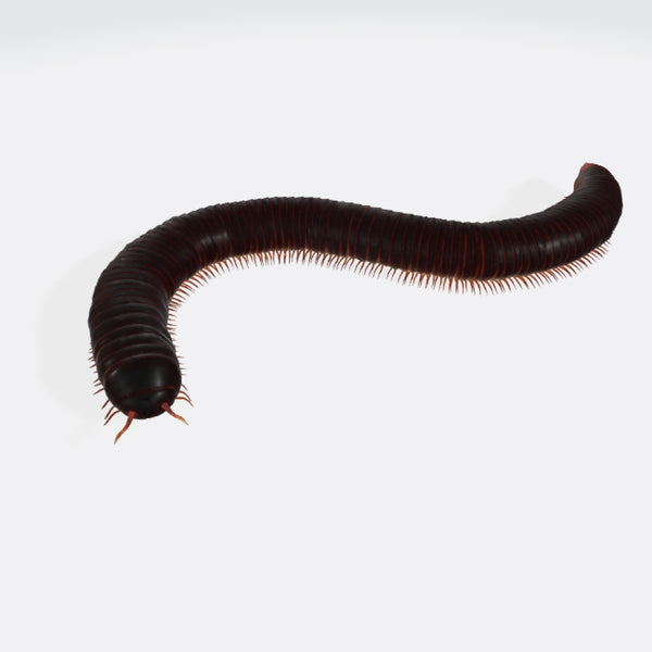 Millipede 3D Model Ready to Print