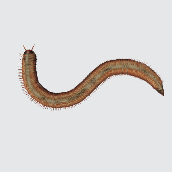 Millipede 3D Model Ready to Print