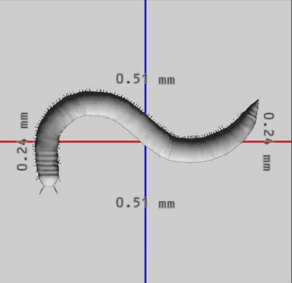 Millipede 3D Model Ready to Print