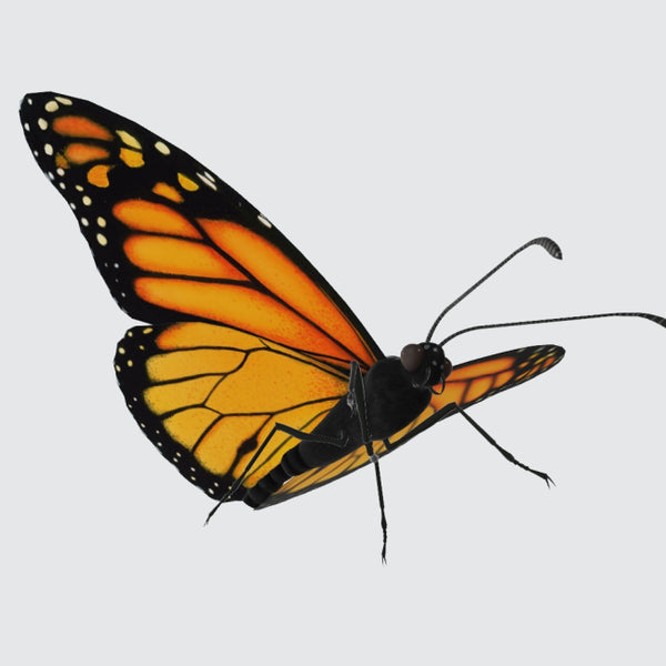 Monarch Butterfly 3D Model Ready to Print