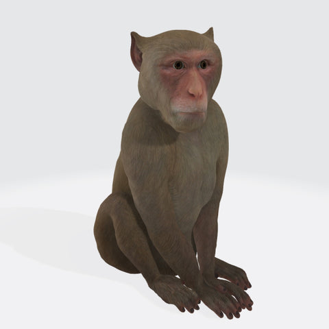 Monkey 3D Model Ready to Print