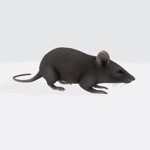 Mouse 3D Model Ready to Print