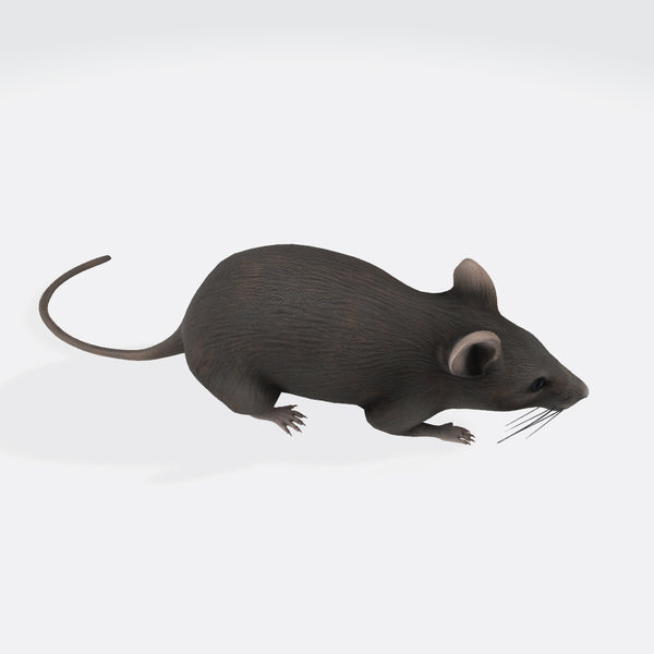 Mouse 3D Model Ready to Print