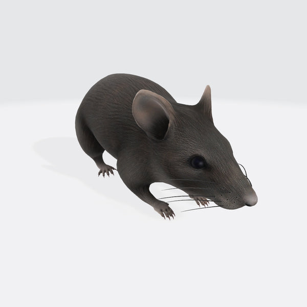 Mouse 3D Model Ready to Print