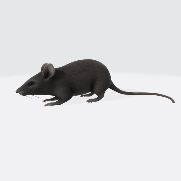 Mouse 3D Model Ready to Print