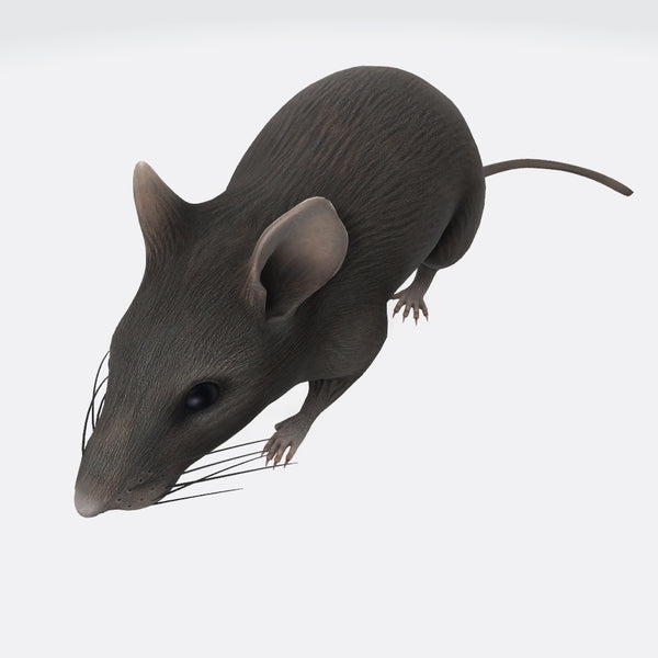 Mouse 3D Model Ready to Print