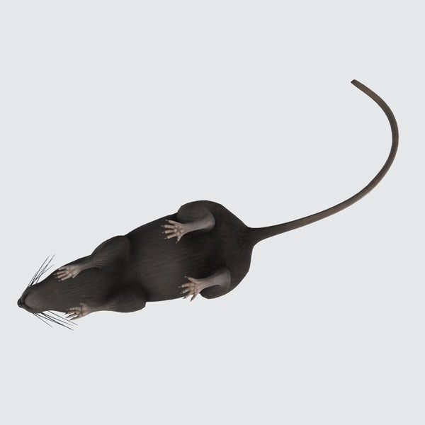 Mouse 3D Model Ready to Print