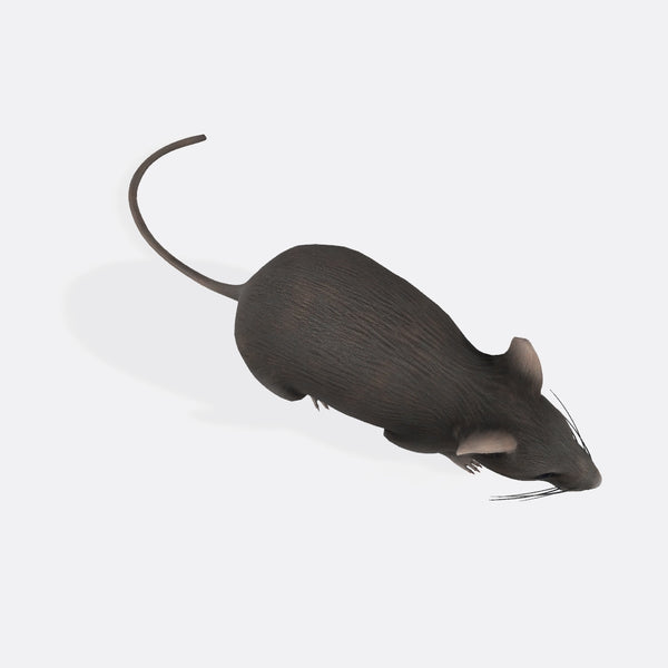 Mouse 3D Model Ready to Print