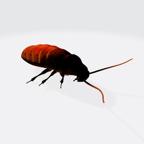Oriental Cockroach 3D Model Ready to Print