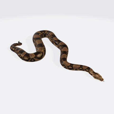 Python Snake 3D Model Ready to Print