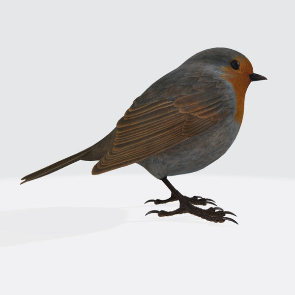 Robin Bird 3D Model Ready to Print