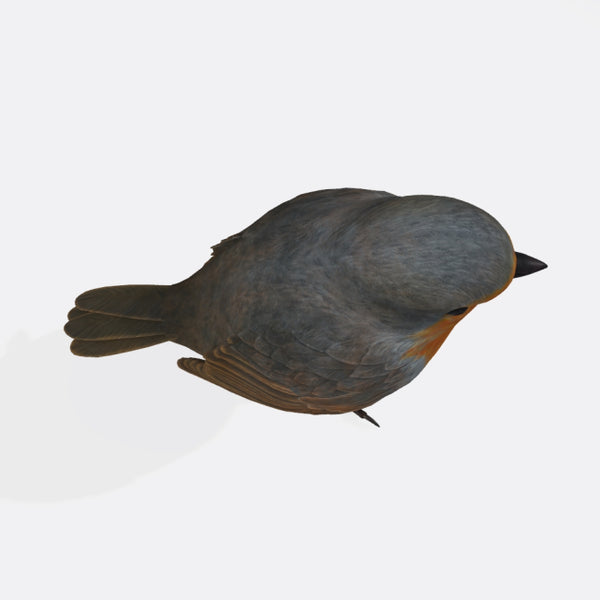 Robin Bird 3D Model Ready to Print