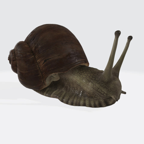 Snail Sculpture 3D Model Ready to Print
