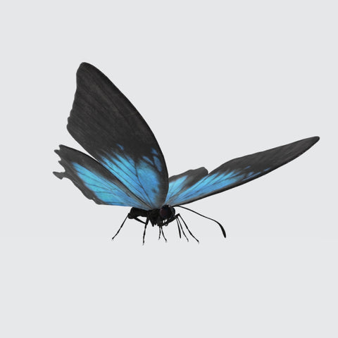 Ulysses Butterfly 3D Model Ready to Print