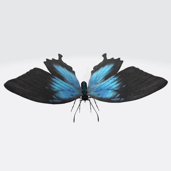 Ulysses Butterfly 3D Model Ready to Print