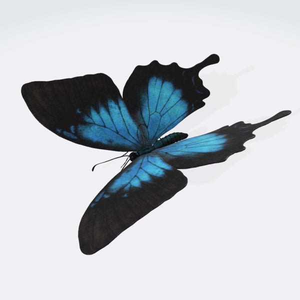 Ulysses Butterfly 3D Model Ready to Print