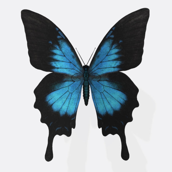 Ulysses Butterfly 3D Model Ready to Print