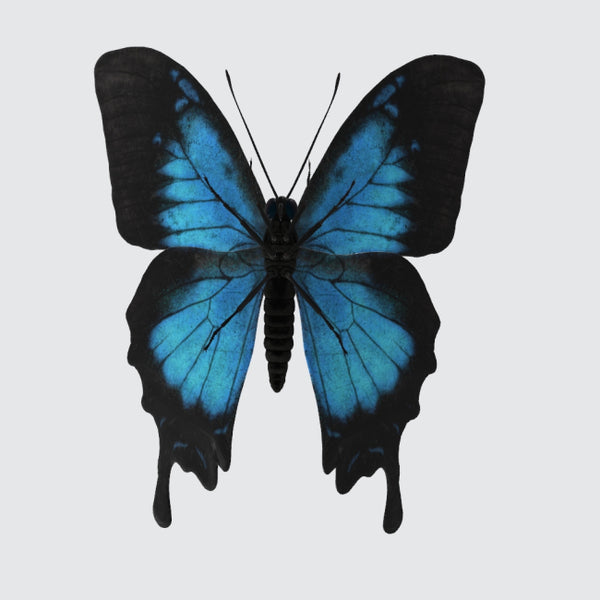 Ulysses Butterfly 3D Model Ready to Print