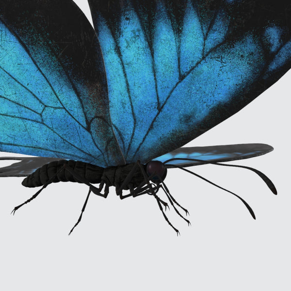 Ulysses Butterfly 3D Model Ready to Print