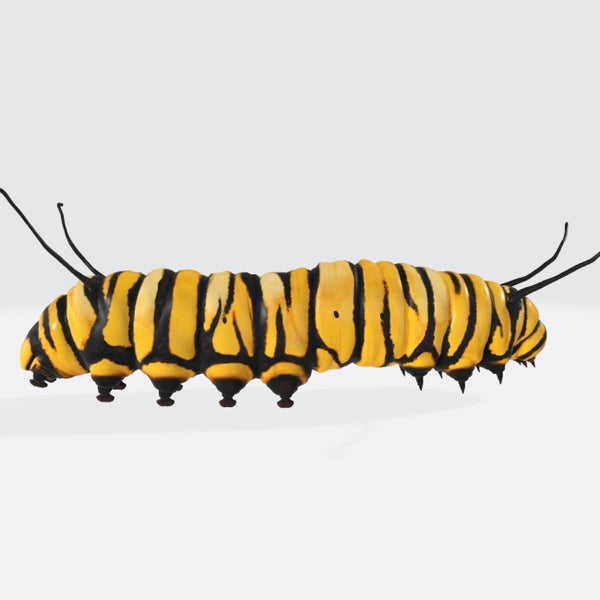 Caterpillar 3D Model Ready to Print