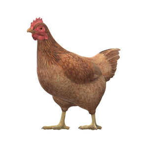 Chicken 3D Model Ready to Print