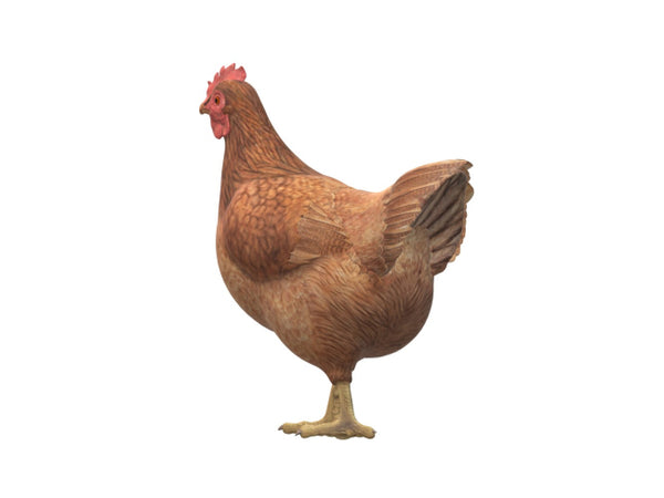 Chicken 3D Model Ready to Print