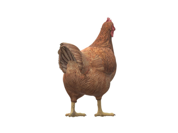 Chicken 3D Model Ready to Print