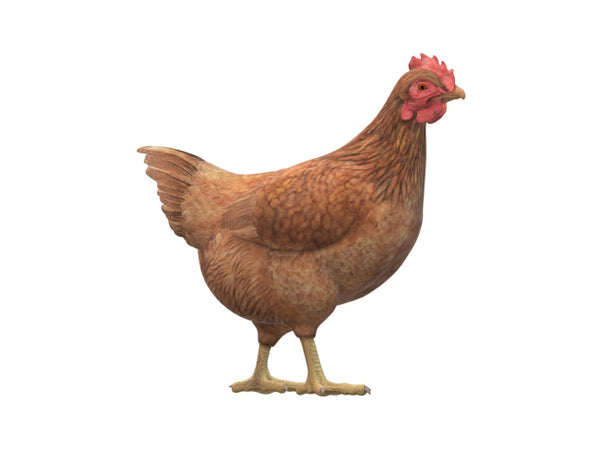 Chicken 3D Model Ready to Print