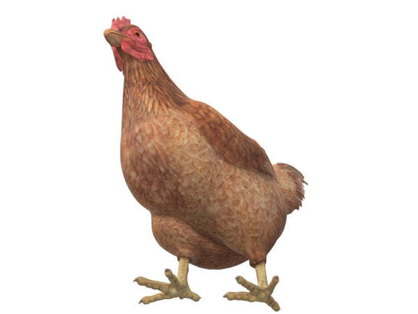 Chicken 3D Model Ready to Print